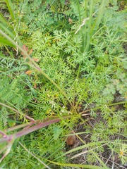 Kitagawia baicalensis