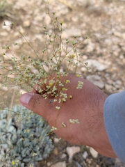 Eriogonum havardii