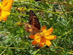 Euptoieta claudia