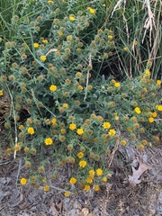Grindelia squarrosa