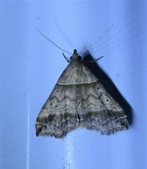 Phalaenophana pyramusalis