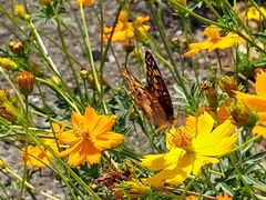 Euptoieta claudia