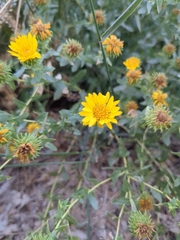 Grindelia squarrosa