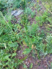 Artemisia tanacetifolia