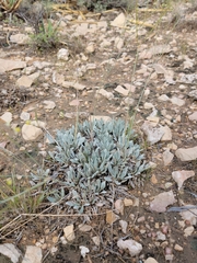 Eriogonum havardii