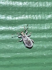 Cyrtepistomus castaneus