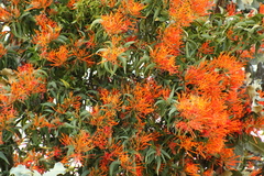 Psittacanthus schiedeanus