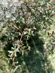 Kunzea