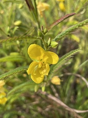Chamaecrista
