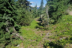 Erythronium montanum