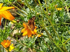 Euptoieta claudia