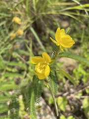 Chamaecrista