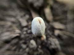Setulosi