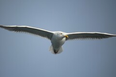 Larus argentatus smithsonianus