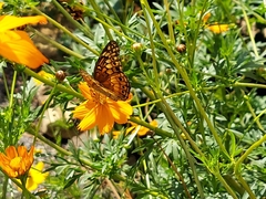 Euptoieta claudia
