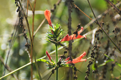 Dicliptera squarrosa