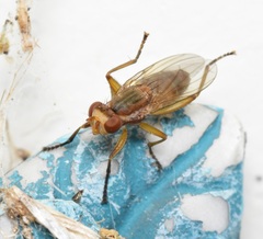 Sciomyzidae
