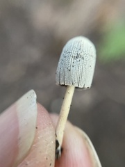 Setulosi