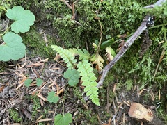 Polystichum andersonii