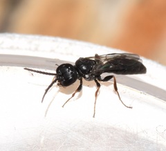 Passaloecus