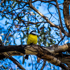 Pachycephala pectoralis