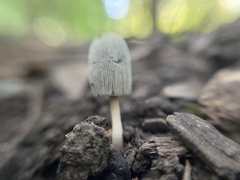 Setulosi