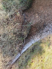 Lampropeltis triangulum