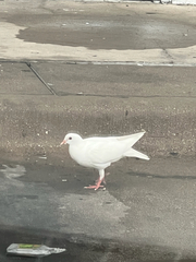 Columba livia domestica