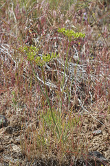 Lomatium ambiguum