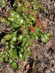 Berberis pinnata pinnata