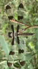 Libellula pulchella