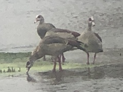 Alopochen aegyptiaca