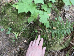 Polystichum andersonii