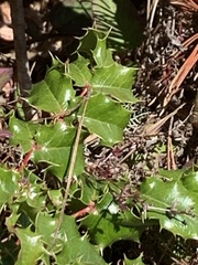 Berberis pinnata pinnata