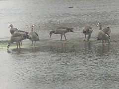 Alopochen aegyptiaca