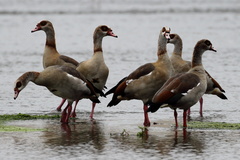 Alopochen aegyptiaca