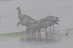 Alopochen aegyptiaca