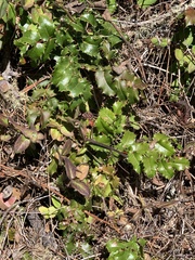 Berberis pinnata pinnata