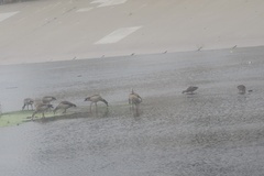 Alopochen aegyptiaca