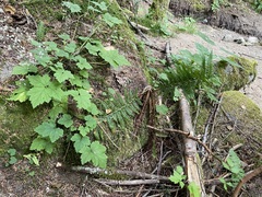 Polystichum andersonii