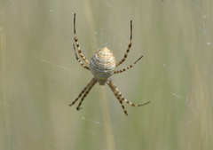 Argiope trifasciata