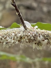 Grylloprociphilus imbricator