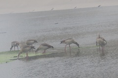 Alopochen aegyptiaca