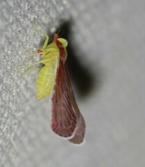 Anotia firebugia