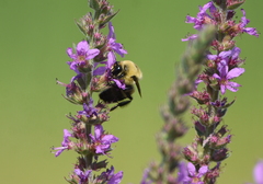Bombus griseocollis