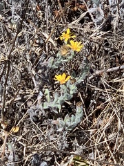 Heterotheca sessiliflora
