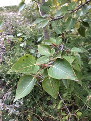 Populus balsamifera