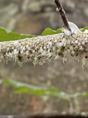 Grylloprociphilus imbricator