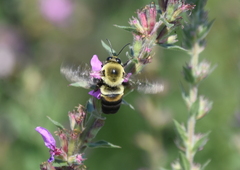Bombus griseocollis