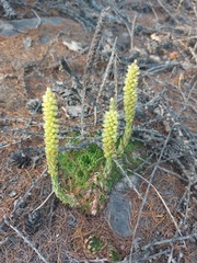Orostachys spinosa
